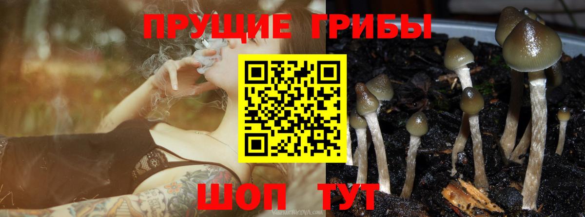 Галлюциногенные грибы Psilocybine cubensis Гусь-Хрустальный